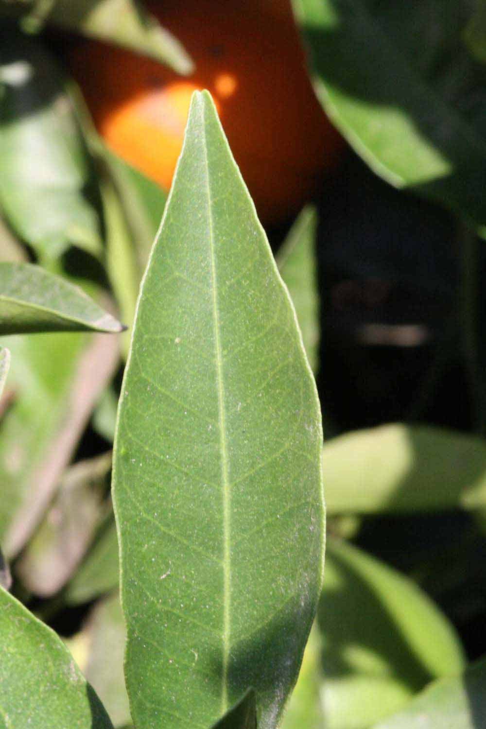              Margin (Riverside, CA)       